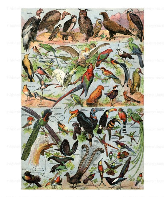 Art print, Birds - VintageArtReprints.com 