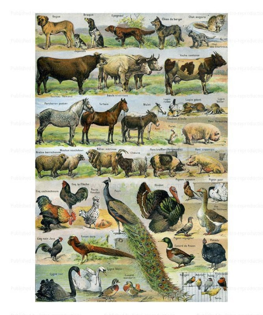 Art print, Domestic Pets - VintageArtReprints.com
