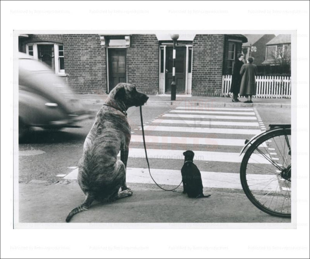 Big Dog Walking a Small Dog, photographic print