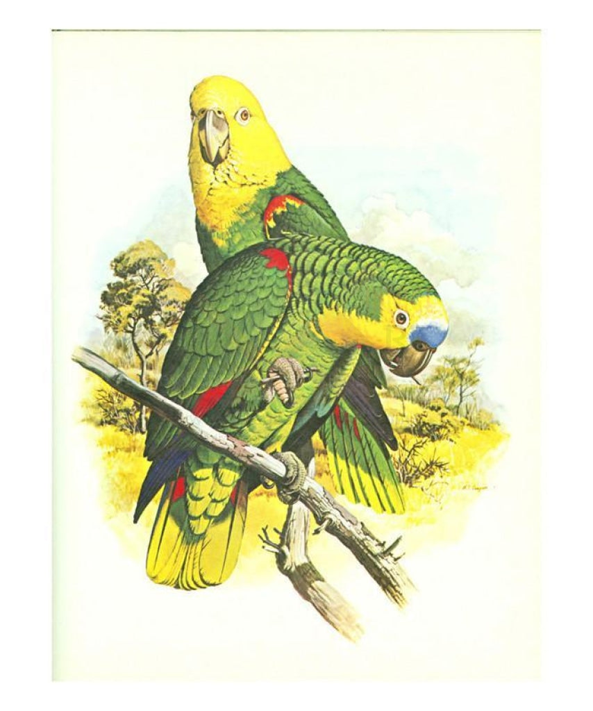 Blue Fronted Amazon no. 545, Perrot, Art print - Vintage Art, canvas prints