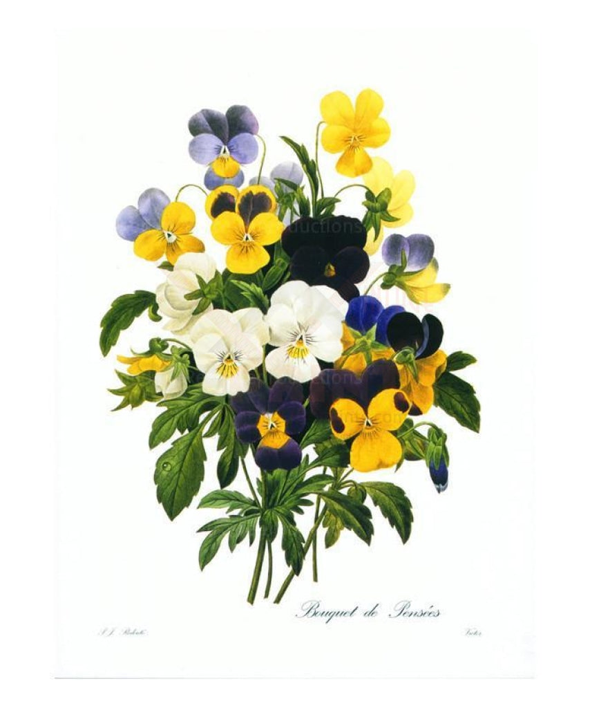 Bouquet de Pensees - Vintage Art, canvas prints