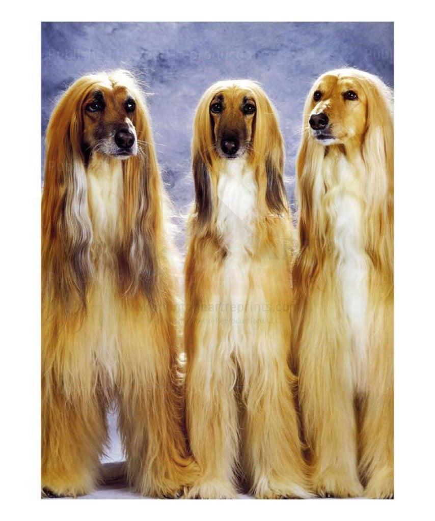 Afghan dogs - Vintage Art Reprints, canvas prints