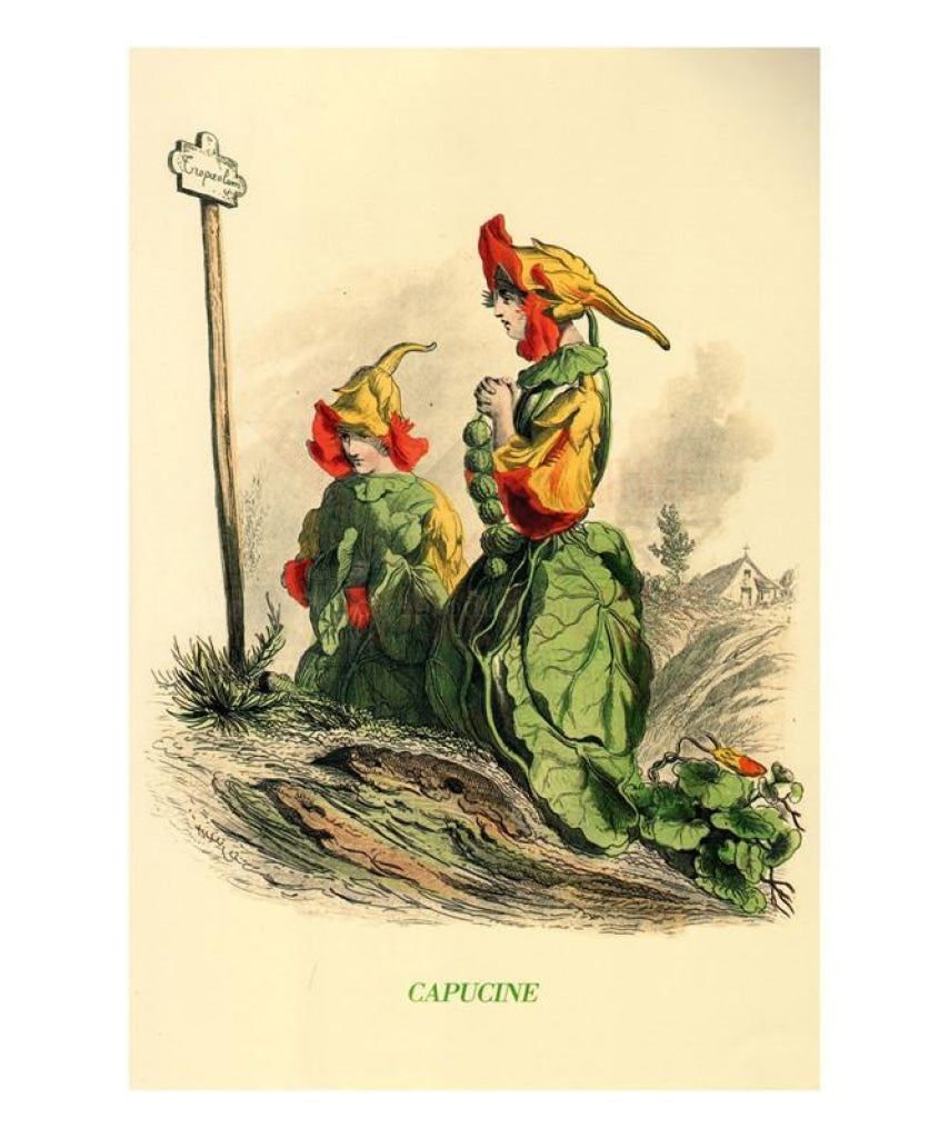 Capucine, animated flower, Art Print - Vintage Art, canvas prints