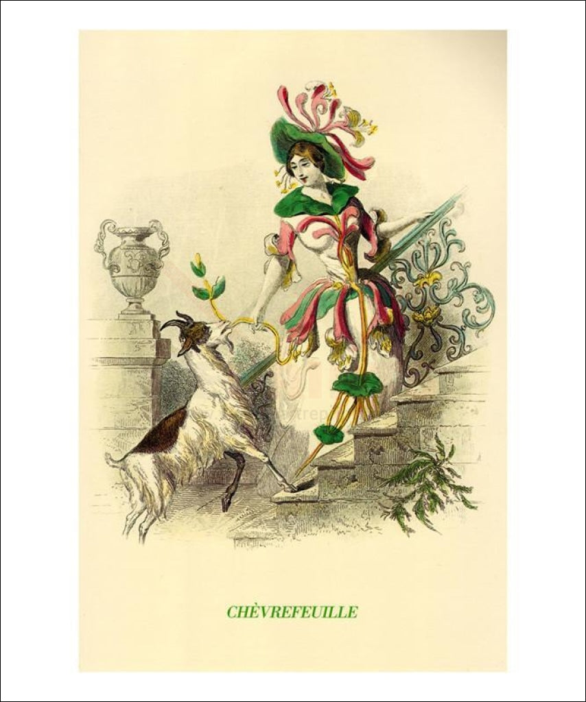 Chevrefeuille - Vintage Art, canvas prints