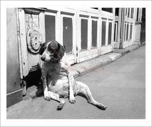 Dog sitting on a boardwalk, vintage art photo print reproduction - Vintage Art, canvas prints