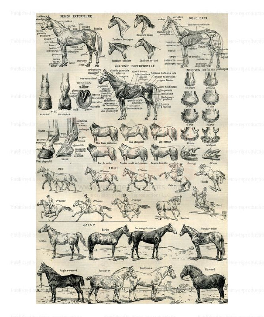 Horses - Cheval, Art Print - Vintage Art, canvas prints