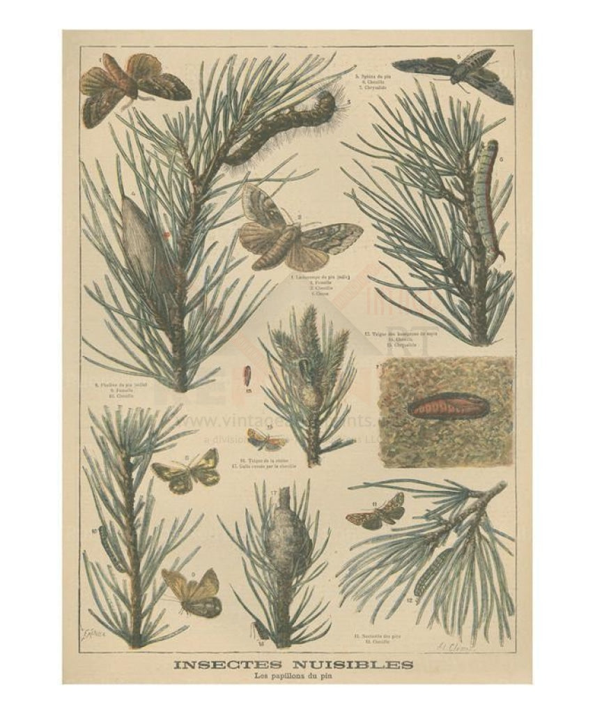 Insectes nuisibles - Vintage Art, canvas prints