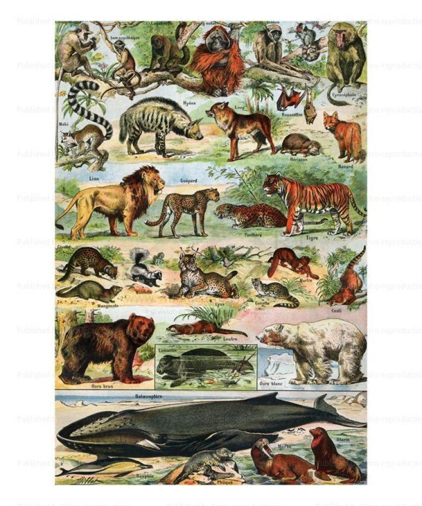 Mamiferes I, Giclee Art Print - Vintage Art, canvas prints