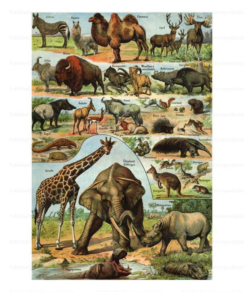 Mamiferes II, Art Print - Vintage Art, canvas prints