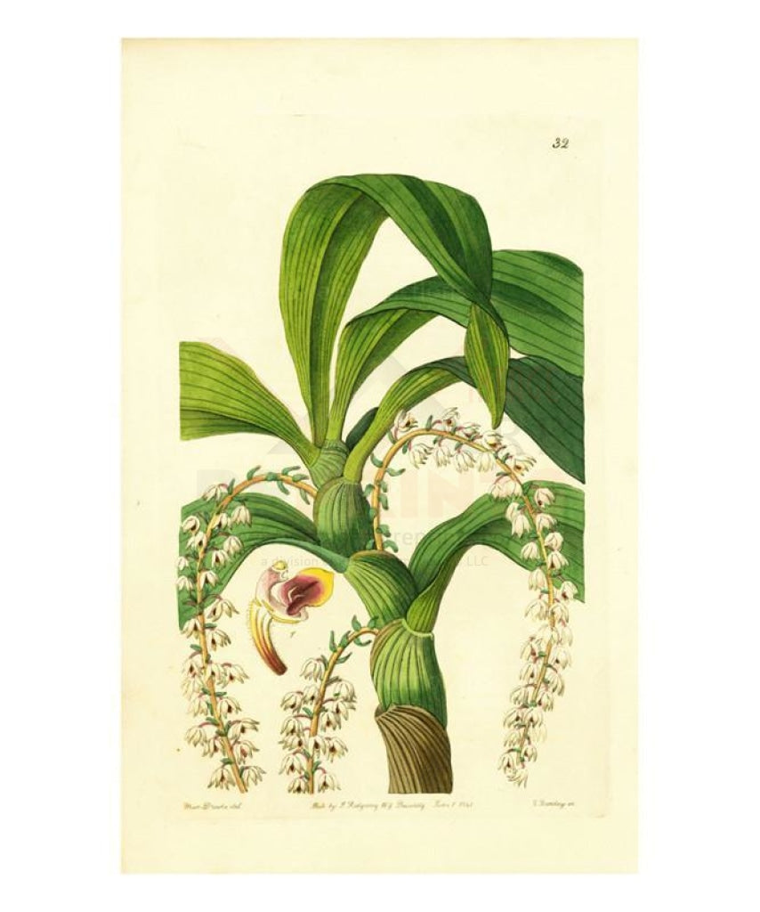 Miss Drake #4, plant, art print - Vintage Art, canvas prints