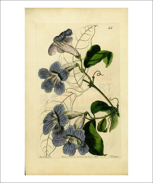 Miss Drake #6, plant, art print - Vintage Art, canvas prints