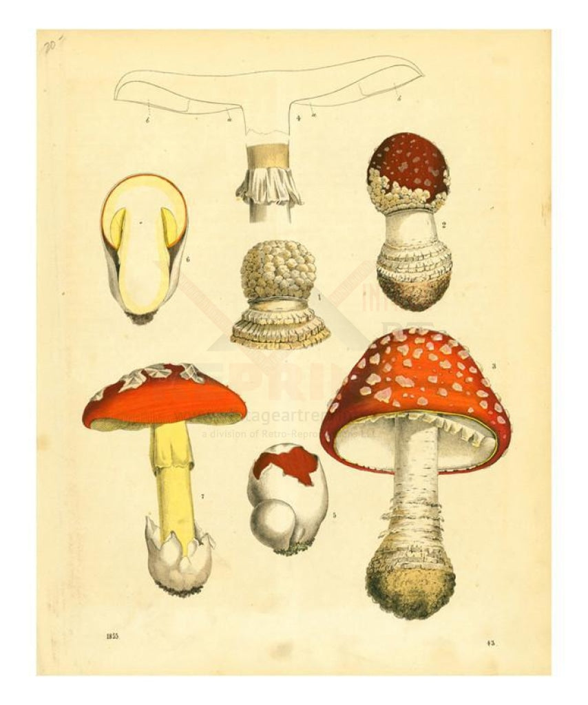 Mushrooms 1855 - Vintage Art, canvas prints