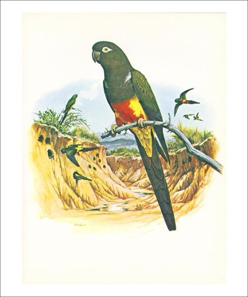 Patagonian Conure no. 429 - Vintage Art, canvas prints