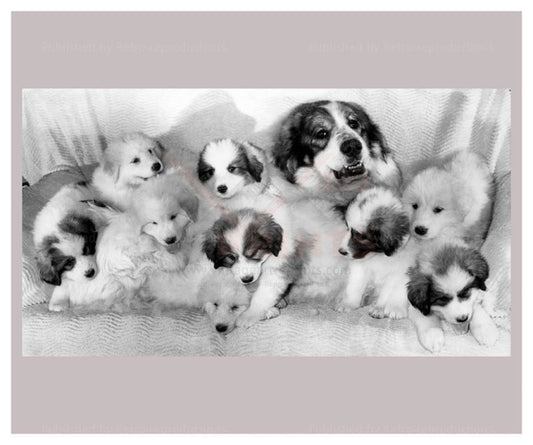 Proud mum shows of her Pyrenean Mountain Pups - black and white photography - Vintage Art, canvas prints