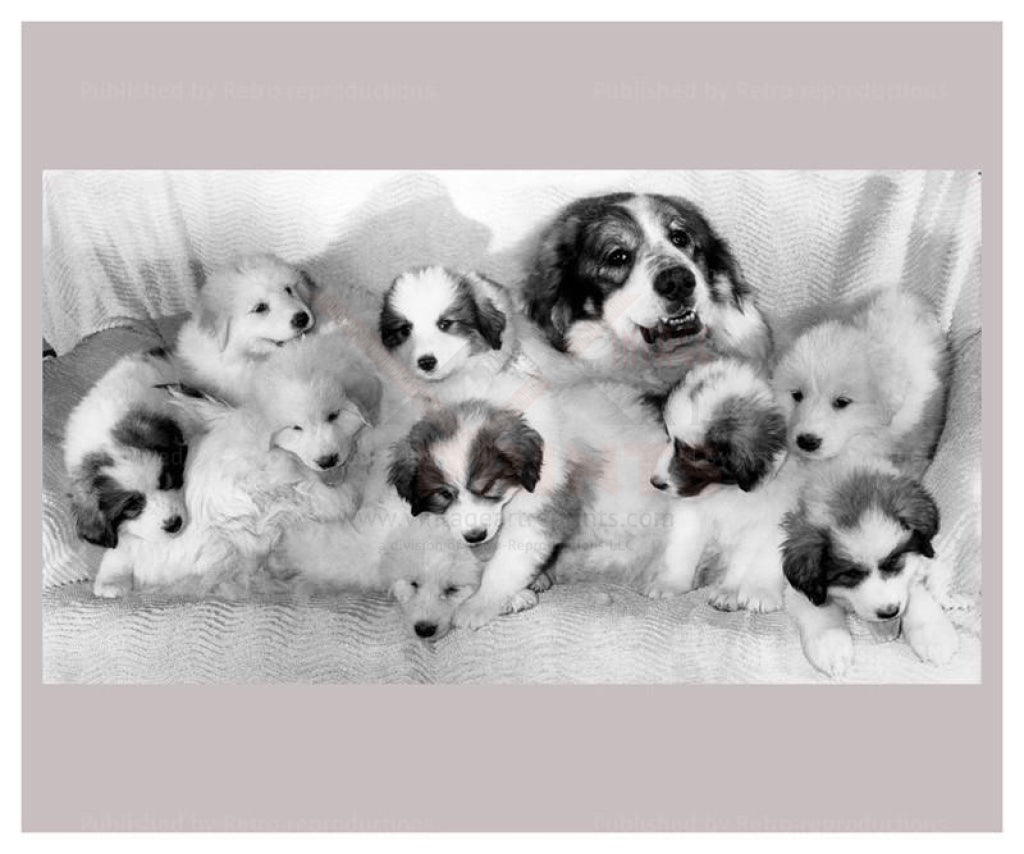 Proud mum shows of her Pyrenean Mountain Pups - black and white photography - Vintage Art, canvas prints