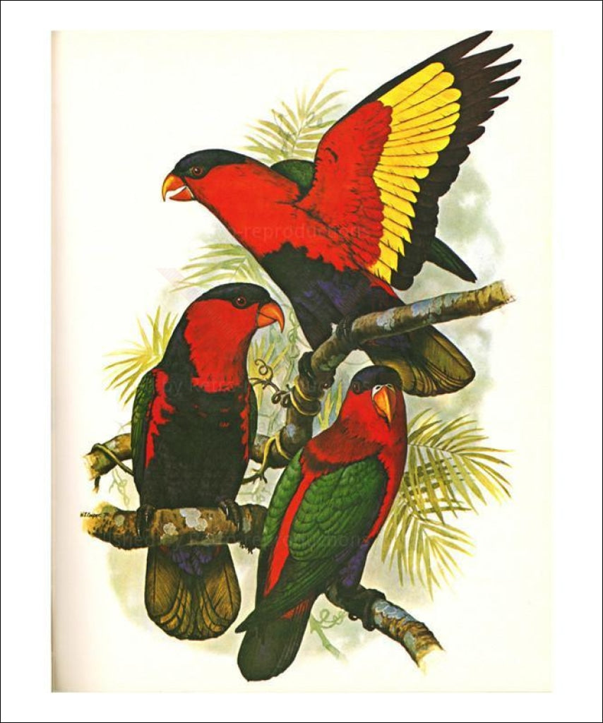 Purple Bellied Lory no. 65 - Vintage Art, canvas prints