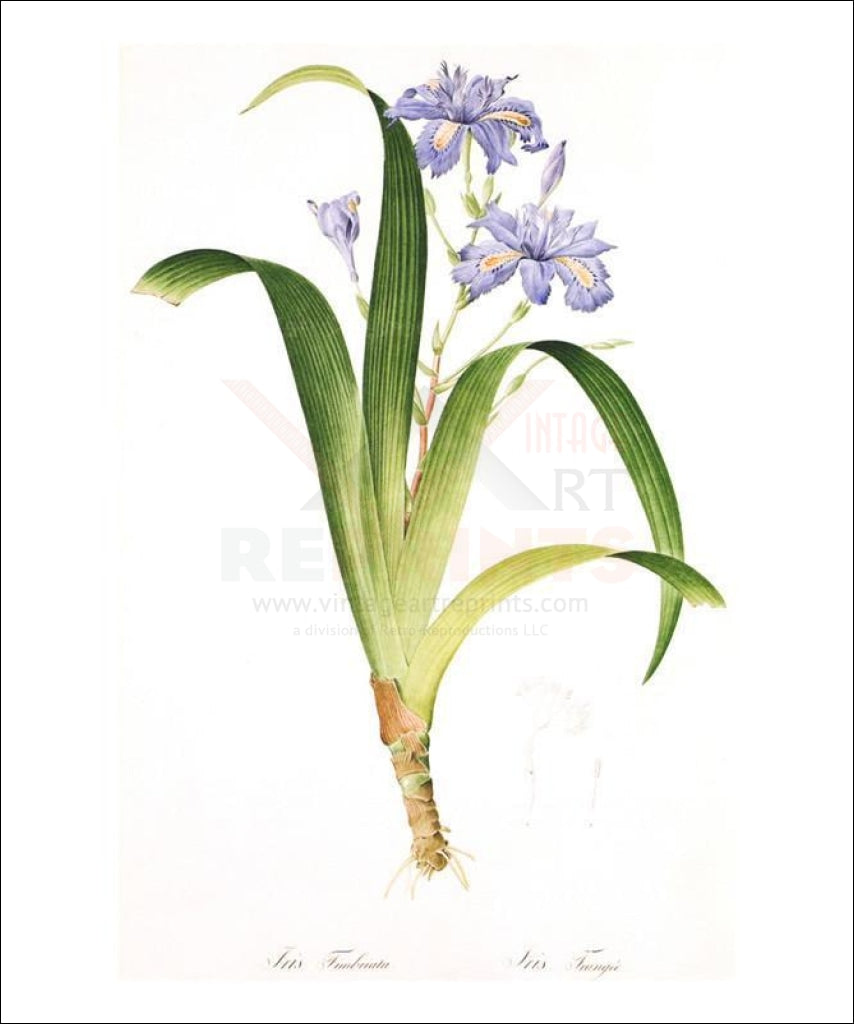 Redoute Iris Fimbriata - Vintage Art, canvas prints