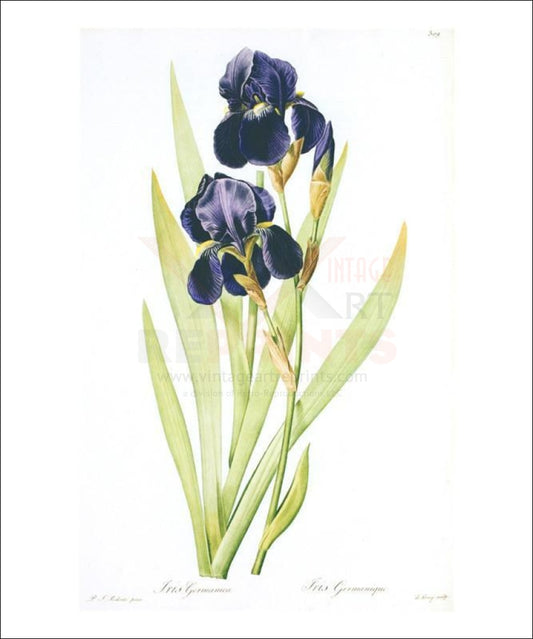 Redoute Iris Germanica - Vintage Art, canvas prints