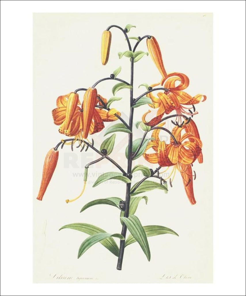 Redoute Lilium - Vintage Art, canvas prints