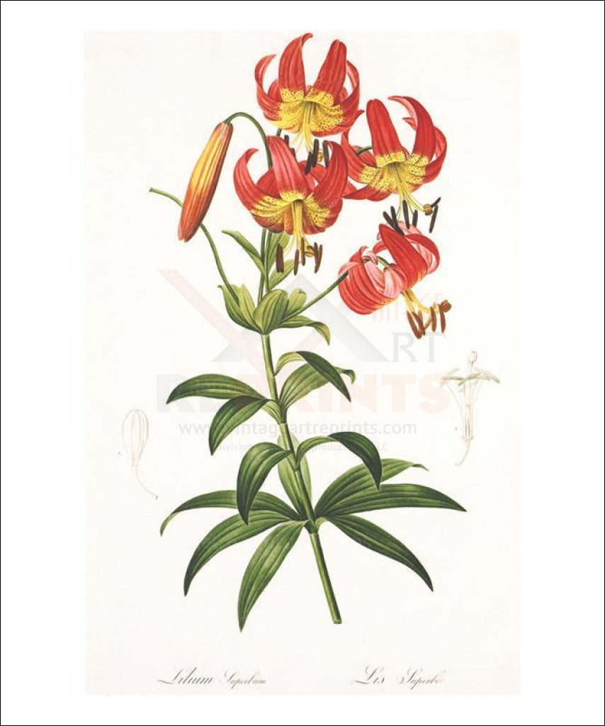 Redoute Lilium Superbum - Vintage Art, canvas prints