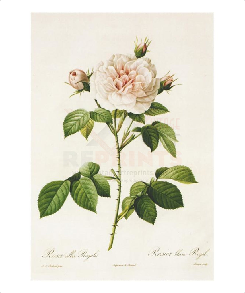 Redoute Rosa Alba Regalis - Vintage Art, canvas prints