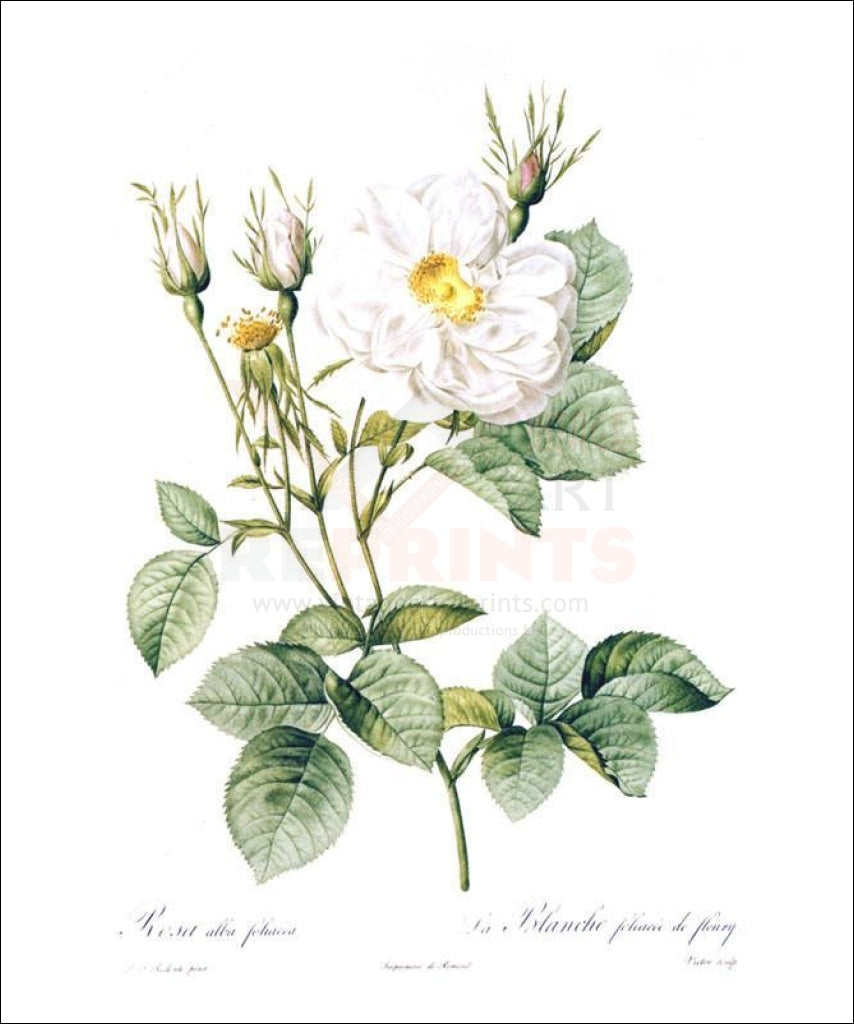 Redoute Rosa Alla Foliacea - Vintage Art, canvas prints