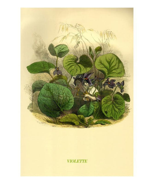 Violette, animated flowers, vintage art print reproduction - Vintage Art, canvas prints