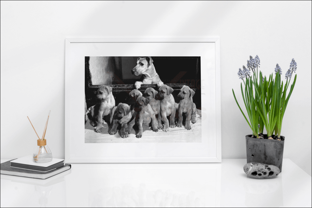 Mama Yank Showing Off Her Litter Dogs Vintage Art Photo Print Reproduction Photographic Digital