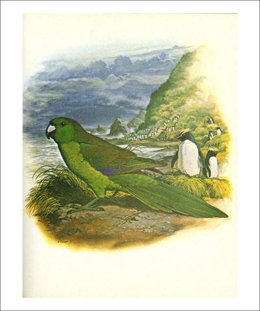 Art print, Antipodes Green Parakeet no. 241 I VintageArtReprints.com