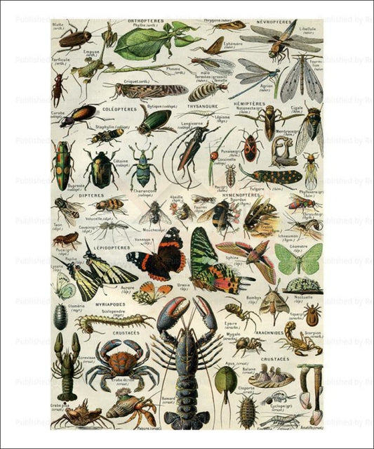 Art print, Arthropods, insects I VintageArtReprints.com