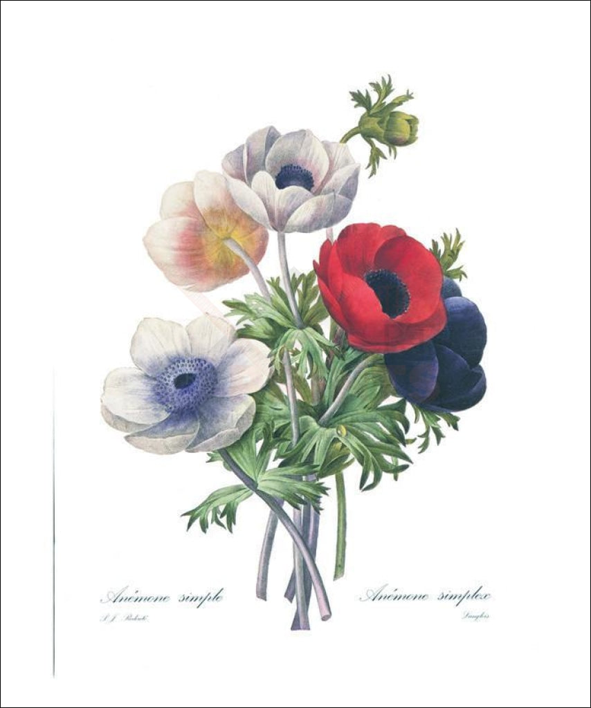 Art print, Anemone Simple, flower, - VintageArtReprints.com