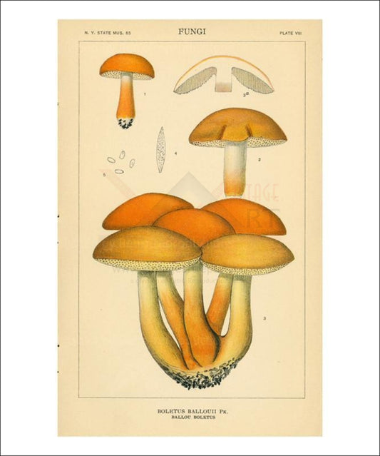 Ballou Boletus, mushrooms, Art print - Vintage Art, canvas prints