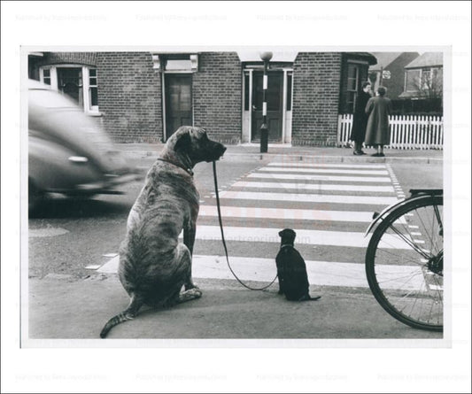 Big Dog Walking a Small Dog, photographic print 