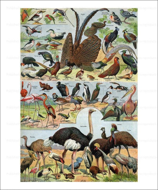 Birds, Giclee Art Print - Vintage Art, canvas prints
