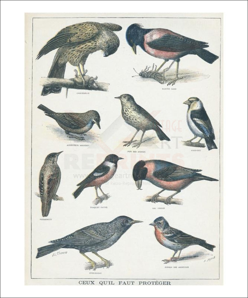 Birds to be protected, Art print - Vintage Art, canvas prints