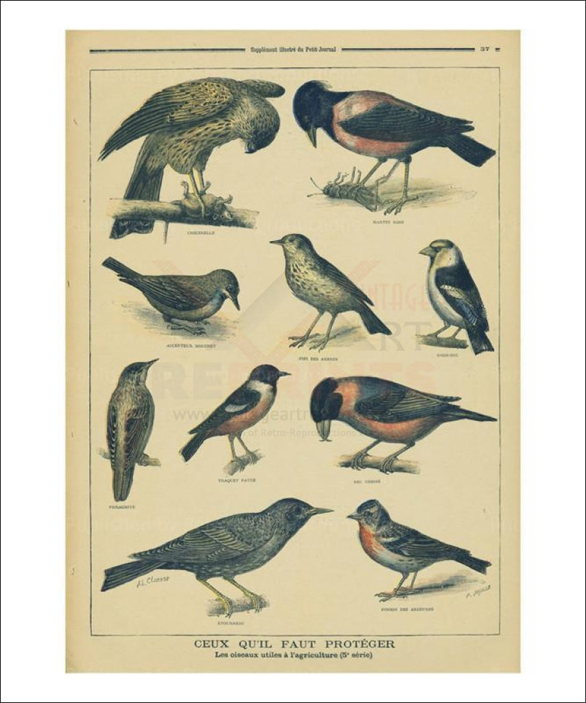 Birds to be protected, Art print - Vintage Art, canvas prints