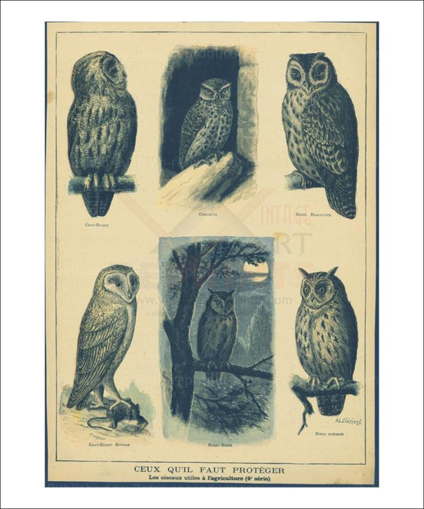 Birds to be protected, Art print - Vintage Art, canvas prints, owls