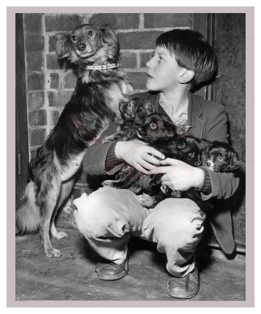 Boy and his puppies - Vintage Art, canvas prints