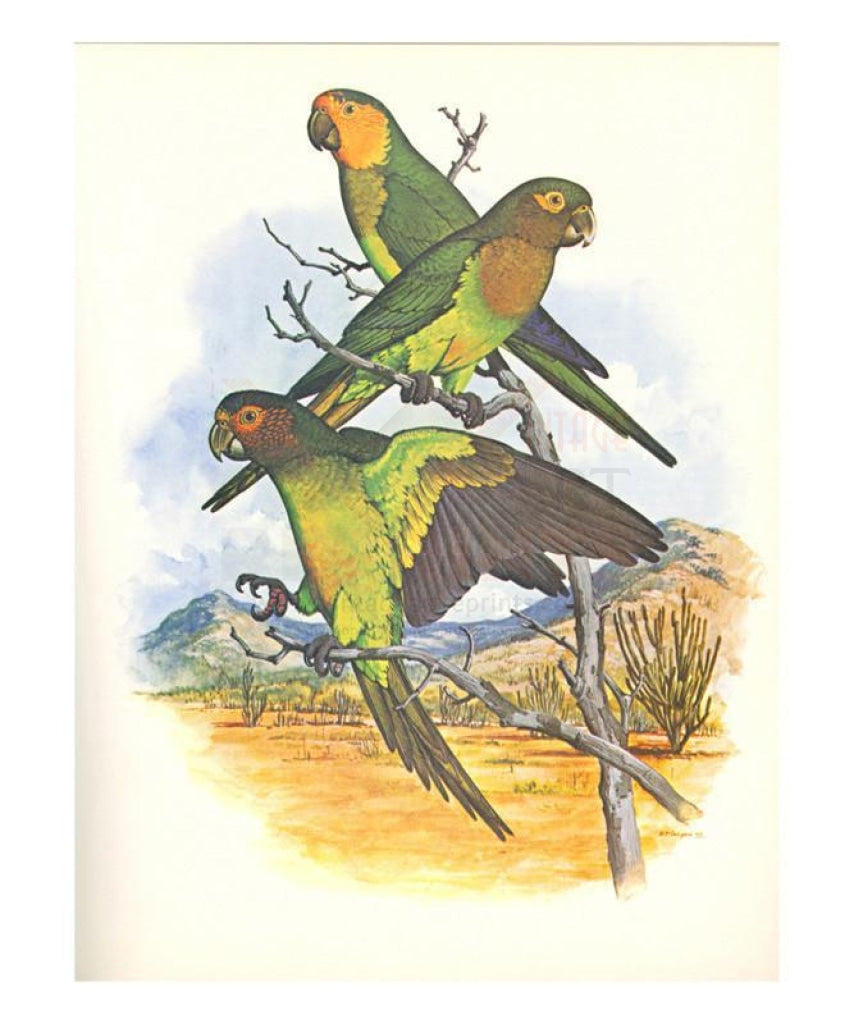 Brown Throated Conure no. 401, Giclee art print - Vintage Art, canvas prints