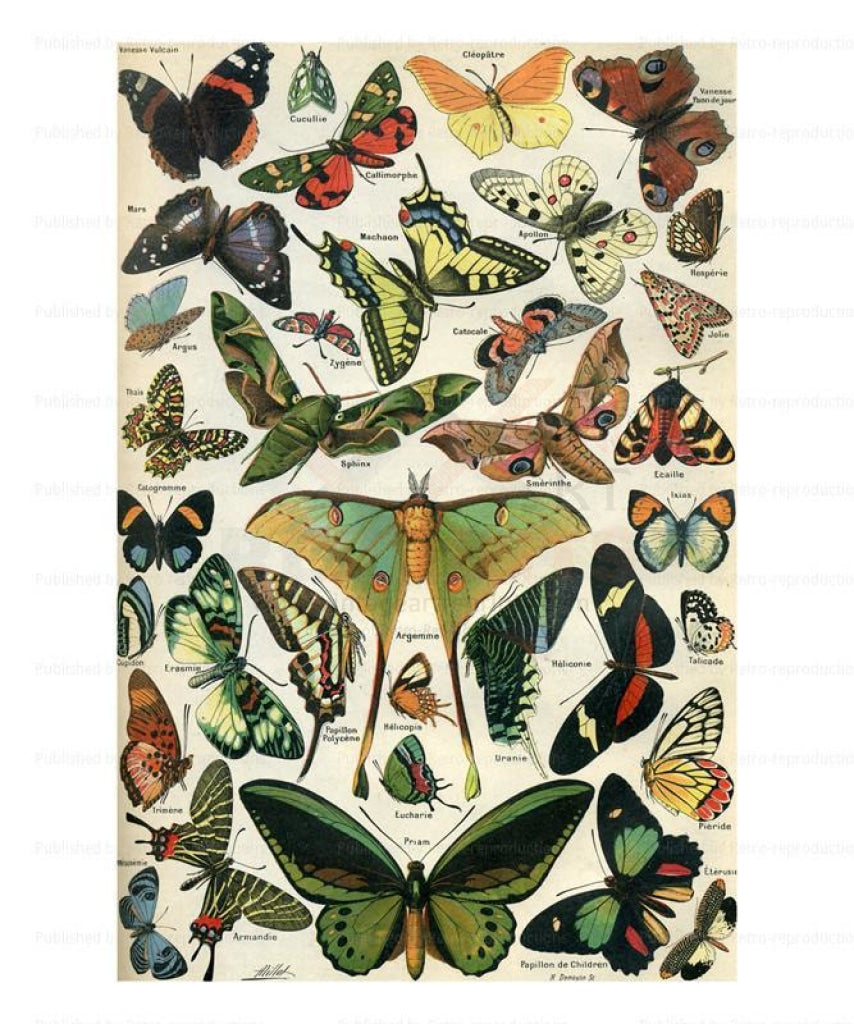 Butterflies, Giclee Art Print - Vintage Art, canvas prints