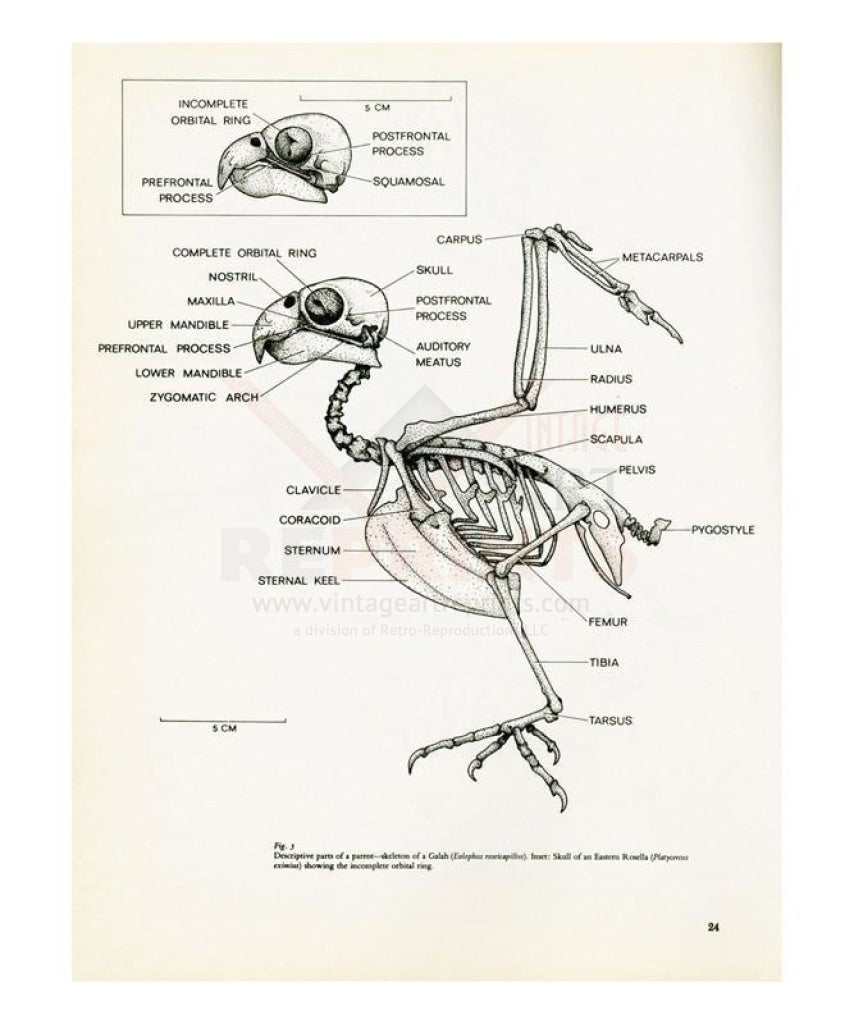 Descriptive part of a Parrot, no. 24, Art Print - Vintage Art, canvas prints