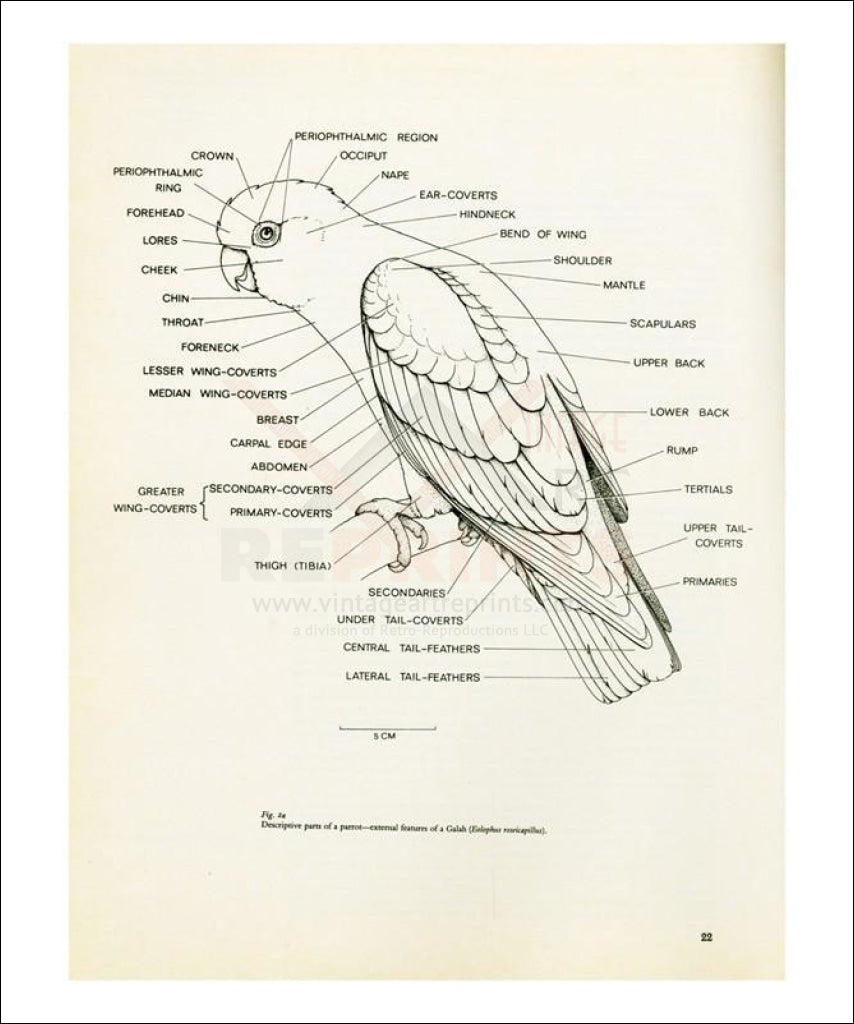 Descriptive parts of a parrot no. 22, Art Print - Vintage Art, canvas prints