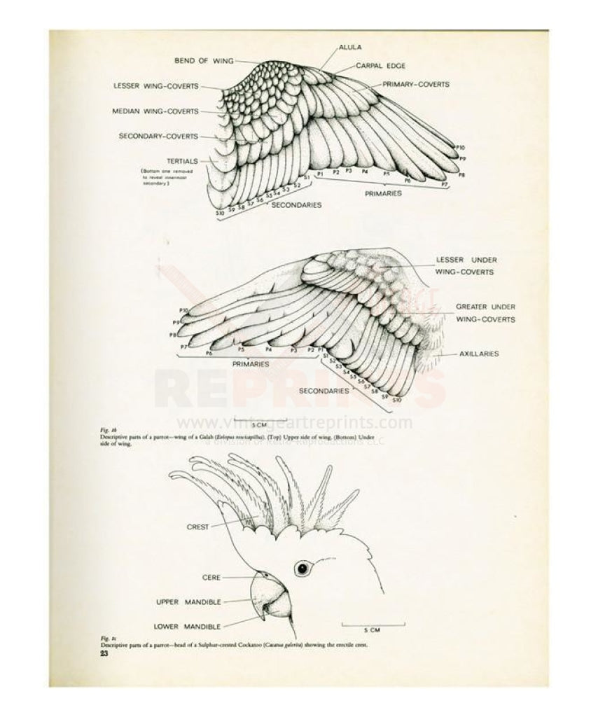 Descriptive parts of a parrot no. 23, Art Print - Vintage Art, canvas prints