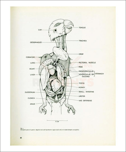 Descriptive parts of a parrot no. 25, Art Print - Vintage Art, canvas prints