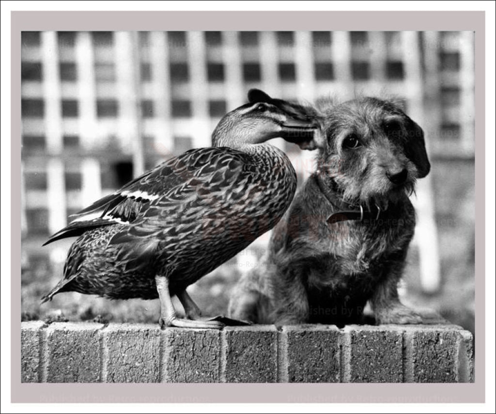 Did you Hear the One, Animals, Dog, Photographic Print - Vintage Art, canvas prints