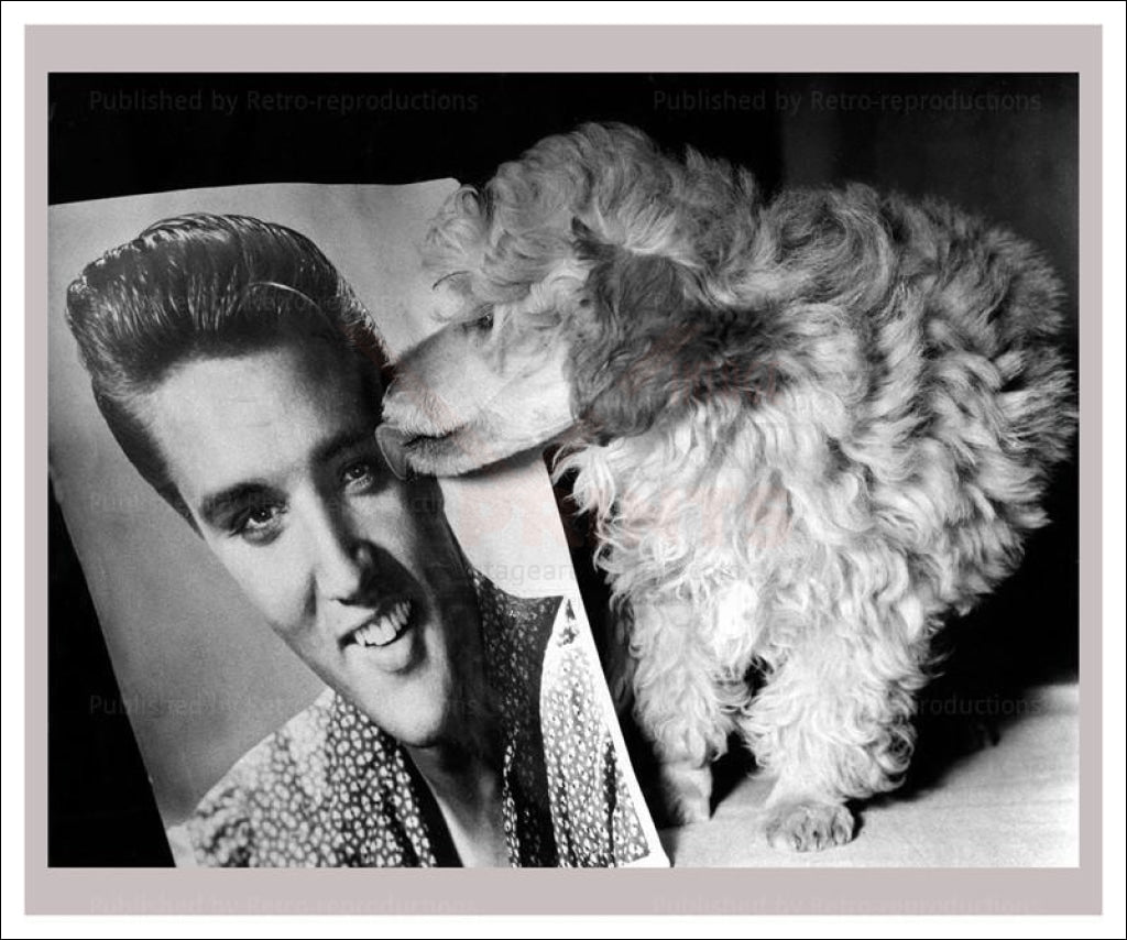 Dog licking Elvis picture - Vintage Art, canvas prints