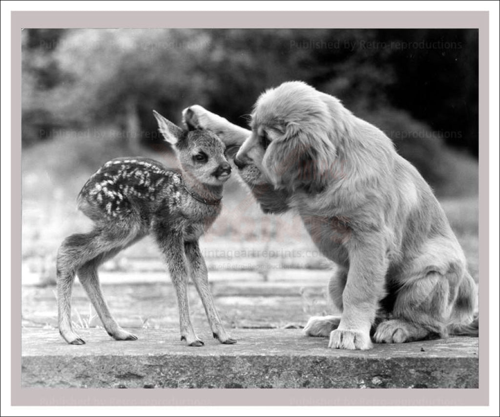 Dog Loves Fawn, vintage photography reproduction - Vintage Art, canvas prints