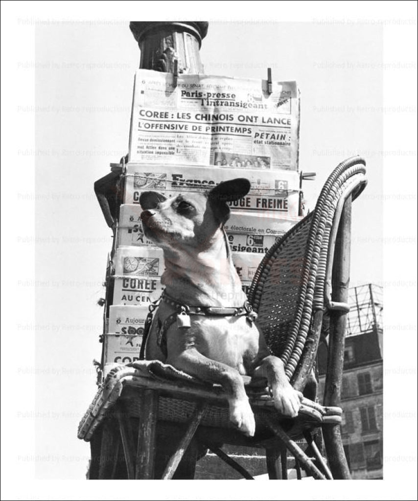 Dog selling French newspaper, vintage art photo print reproduction - Vintage Art, canvas prints