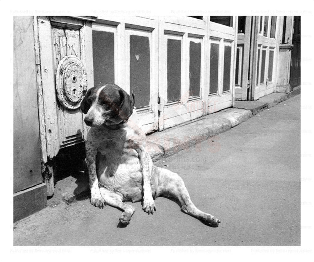 Dog sitting on a boardwalk, vintage art photo print reproduction - Vintage Art, canvas prints