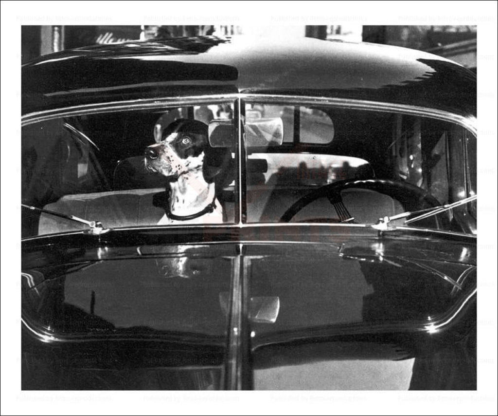Dog waiting in a car, vintage art photo print reproduction - Vintage Art, canvas prints